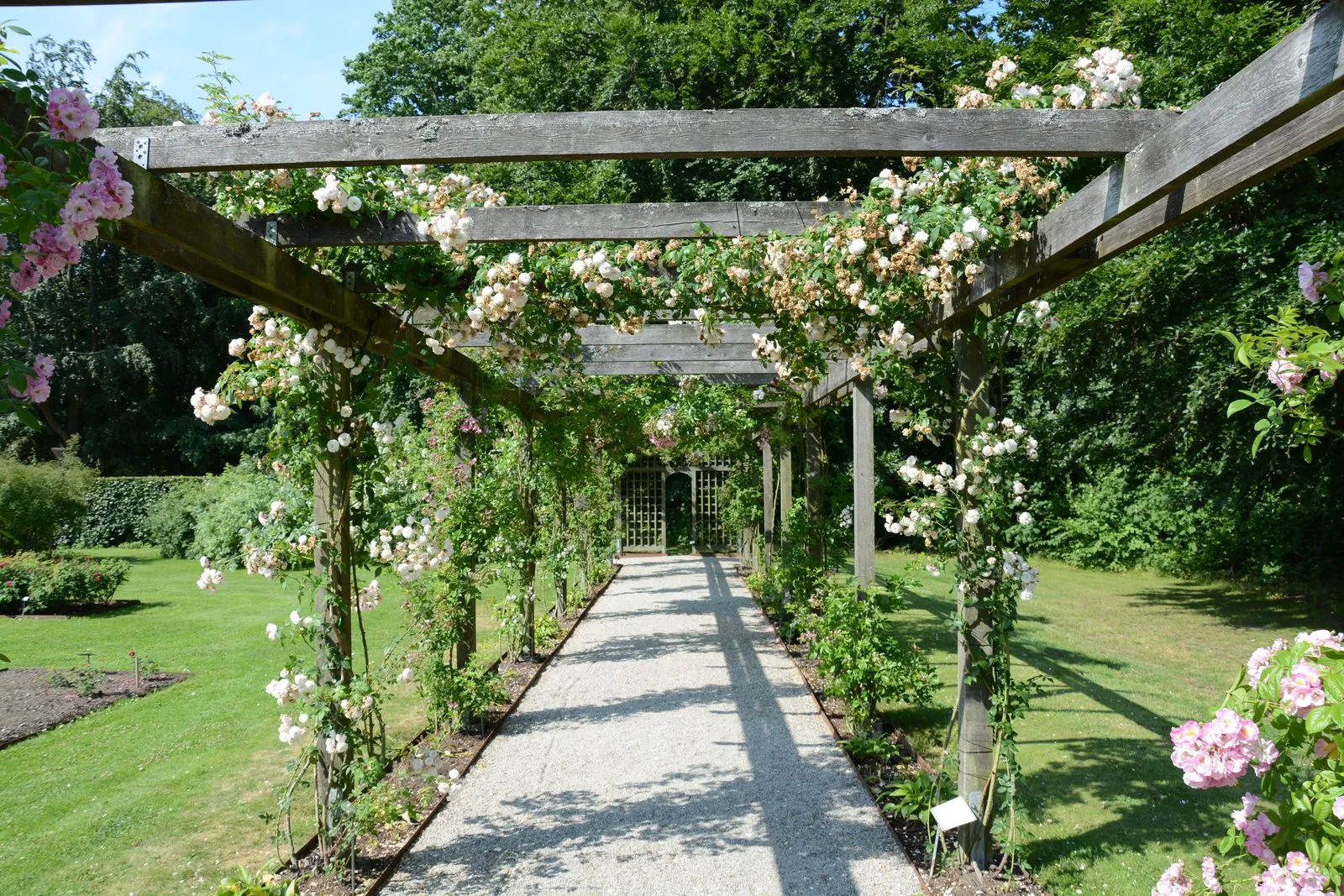 A rose-covered pergola shading a gravel garden walking path